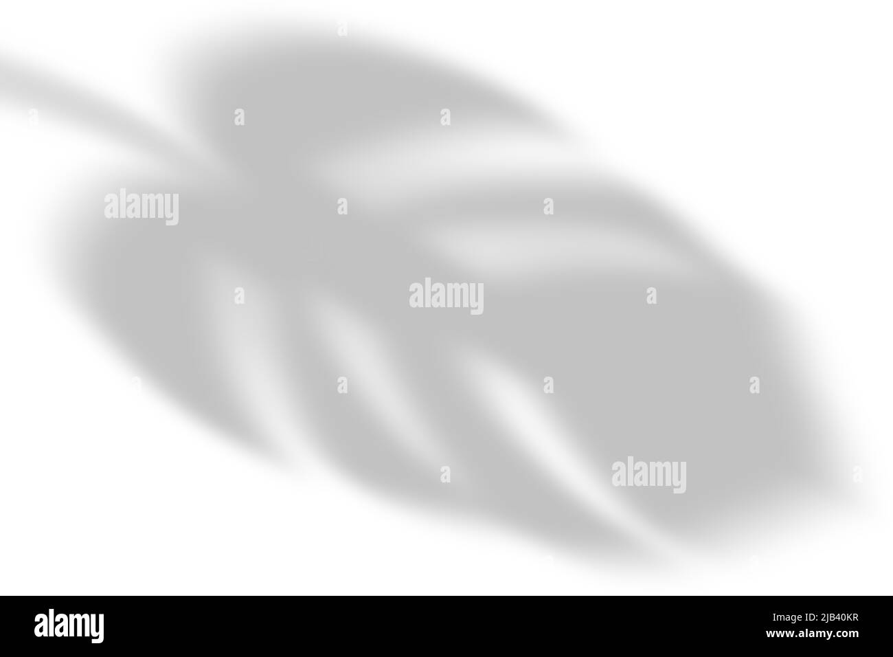 Monstera foglia ombra isolato su sfondo bianco Foto Stock