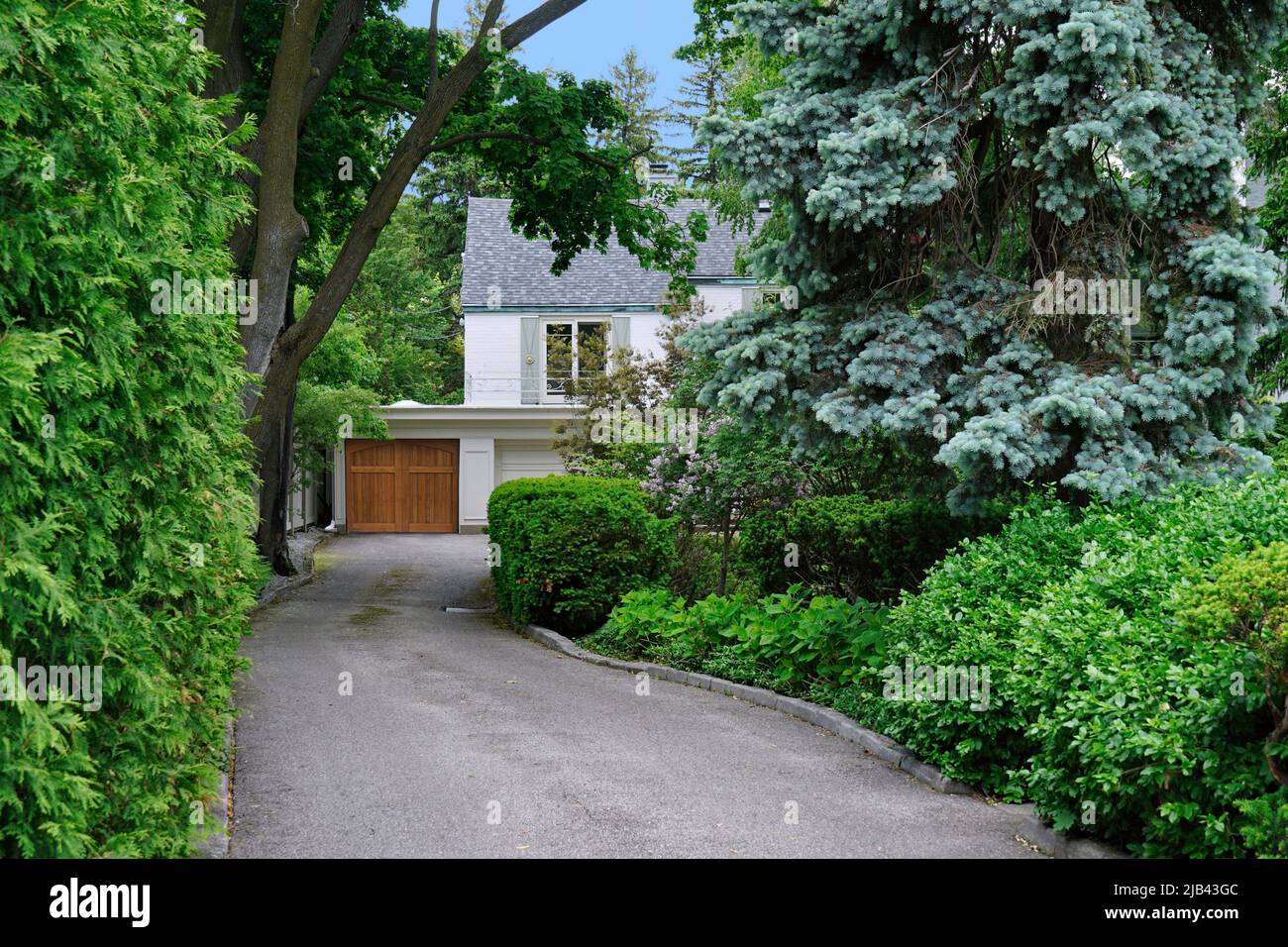 Lungo vialetto che porta a casa appartata dietro alberi di pino Foto Stock