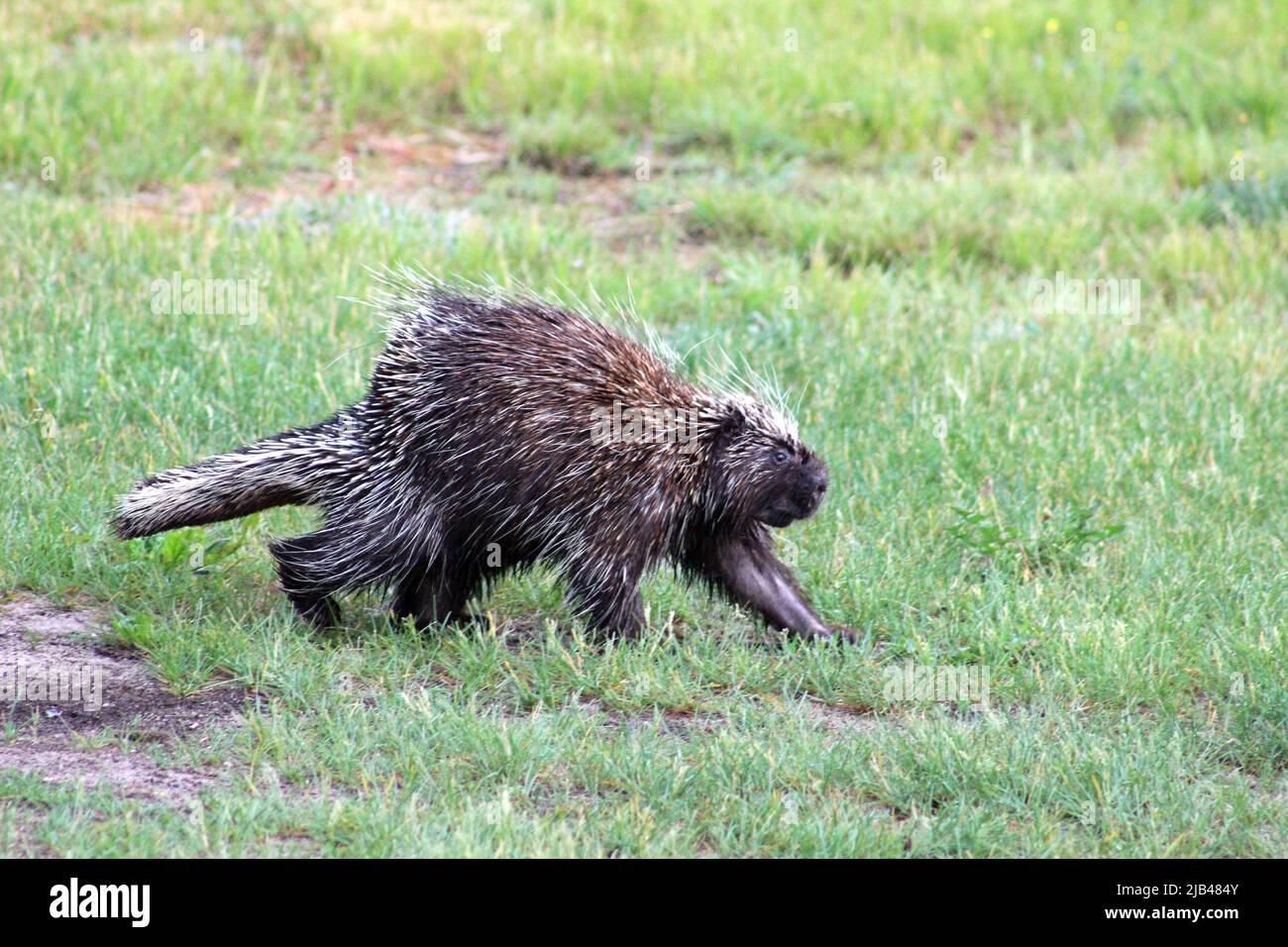 Un Porcupine Passeggiate attraverso il cortile Foto Stock