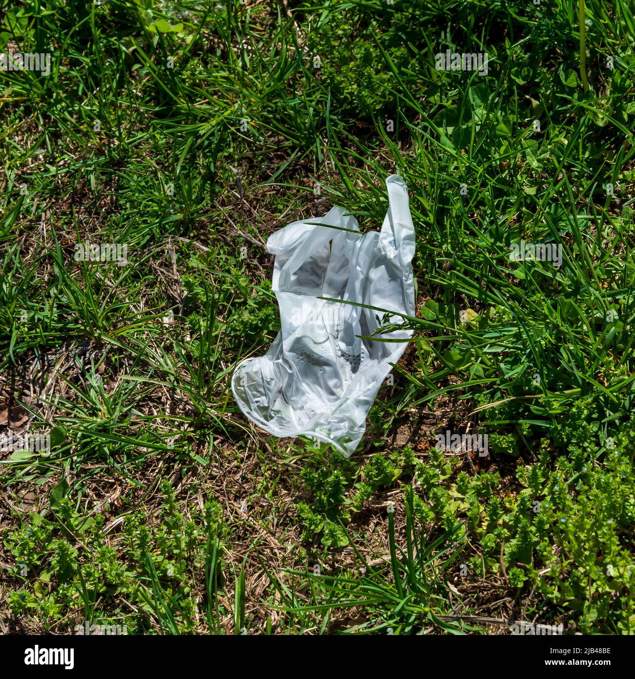 Un guanto di plastica scartato si stende aggrovigliato in erba primaverile. Foto Stock