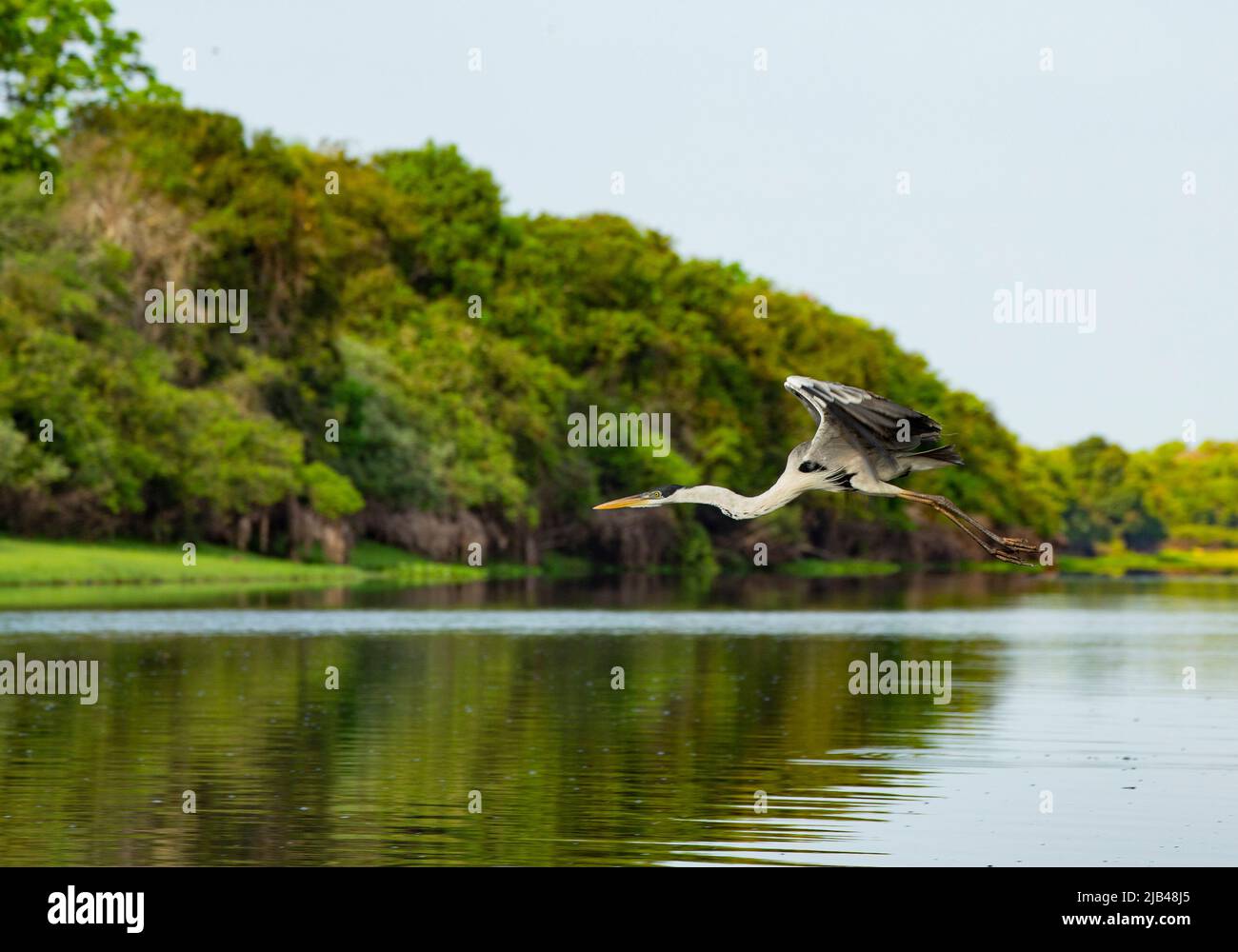 Cocoi airone rosso (Ardea cocoi) Foto Stock