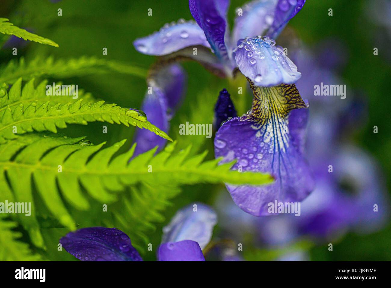Iris siberiano Iris sibirica con gocce d'acqua su fiori e foglie - gocce d'acqua su petali di fiori e foglie - pioggia su piante Foto Stock