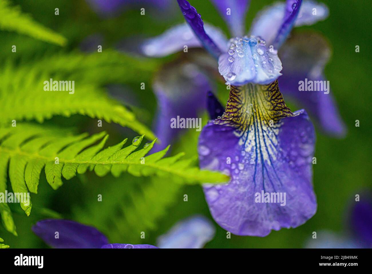 Iris siberiano Iris sibirica con gocce d'acqua su fiori e foglie - gocce d'acqua su petali di fiori e foglie - pioggia su piante Foto Stock
