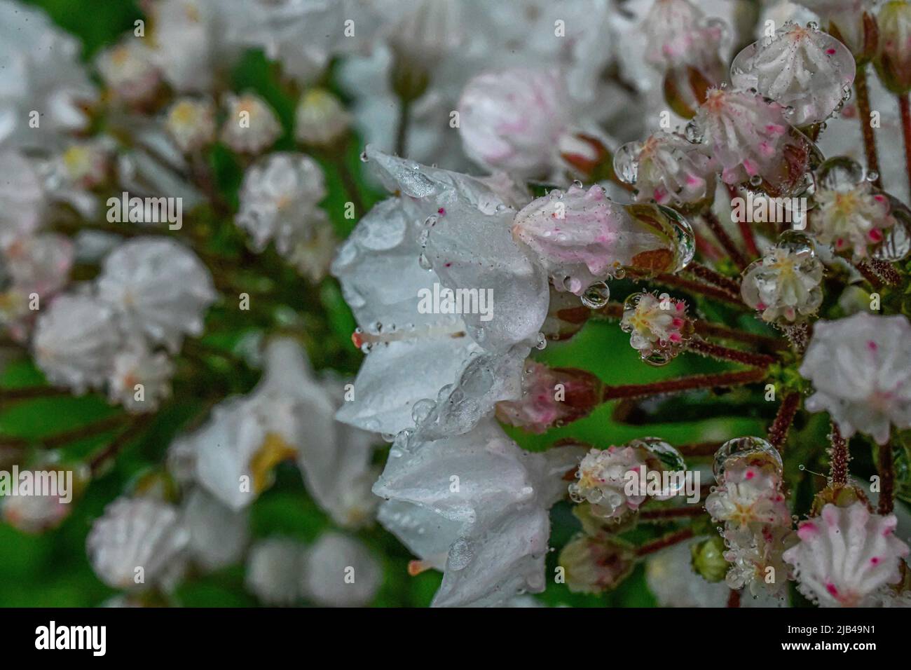 Kalmia latifolia - gocce d'acqua su fiori e foglie - gocce d'acqua su petali e foglie di fiori - pioggia e gocce di pioggia su piante Foto Stock