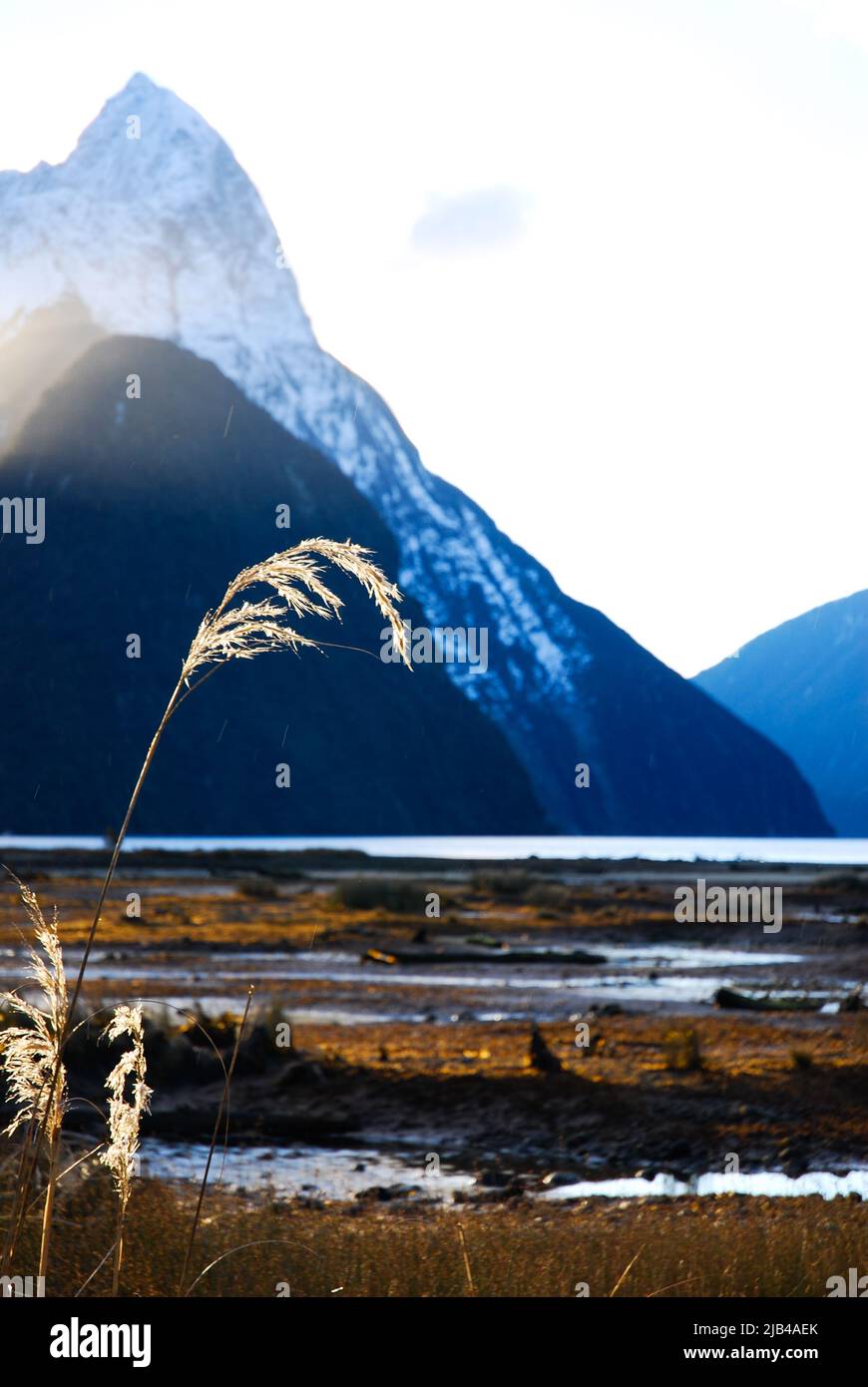 Toi toi pianta evidenziata in Milford suoni vista acqua tramonto vulcano innevato in Isola del Sud della Nuova Zelanda Aotearoa Foto Stock