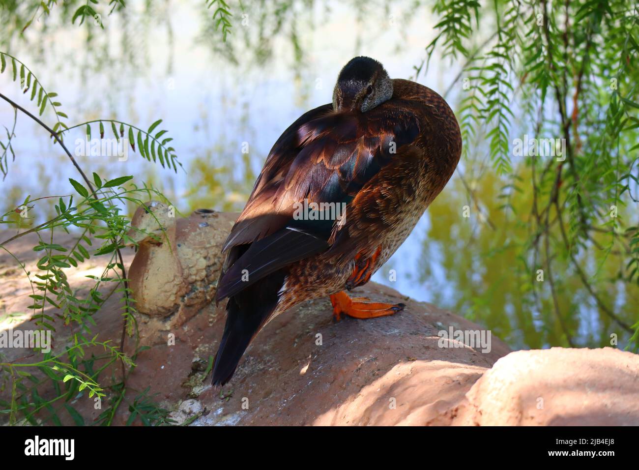 Dendrocygna è un'anatra appartenente alla sottofamiglia dei Dendrocygninae Foto Stock