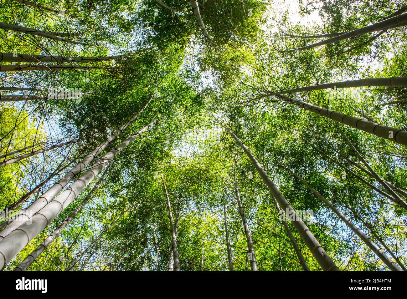 Vista ad angolo basso di splendidi alberi di bambù nella foresta di boschetti di bambù in giornata di sole a Nankan, Tamana, Kumamoto, Giappone. Foto Stock