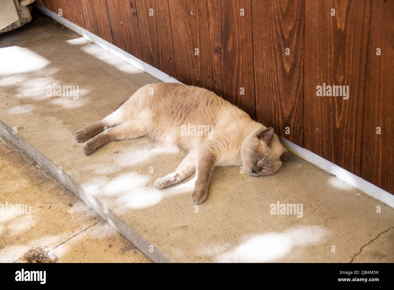 Carino gatto bianco dormire e prendere il sole sulla strada locale del centro di Shimonoseki, Yamaguchi, Giappone. Foto Stock