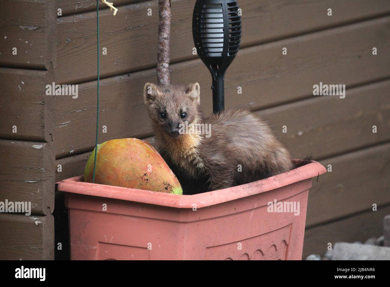 Pinete martora (Martes Martes) ad una pera da alimentazione in una scatola di fiori, Allgaeu, Baviera, Germania Foto Stock