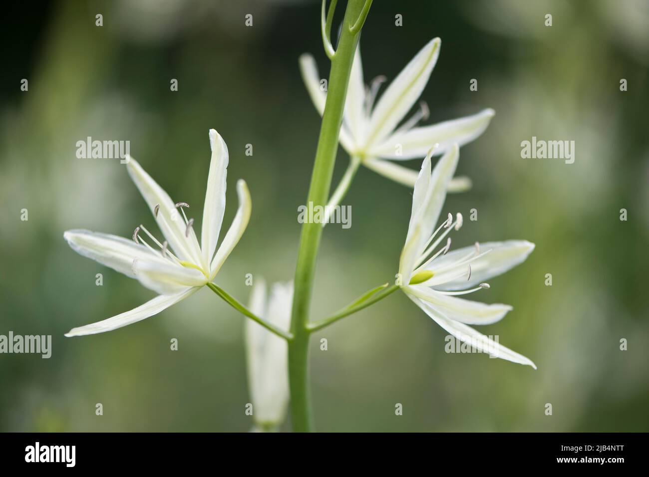 Giglio di erba (Anthericum liliago), Emsland, bassa Sassonia, Germania Foto Stock