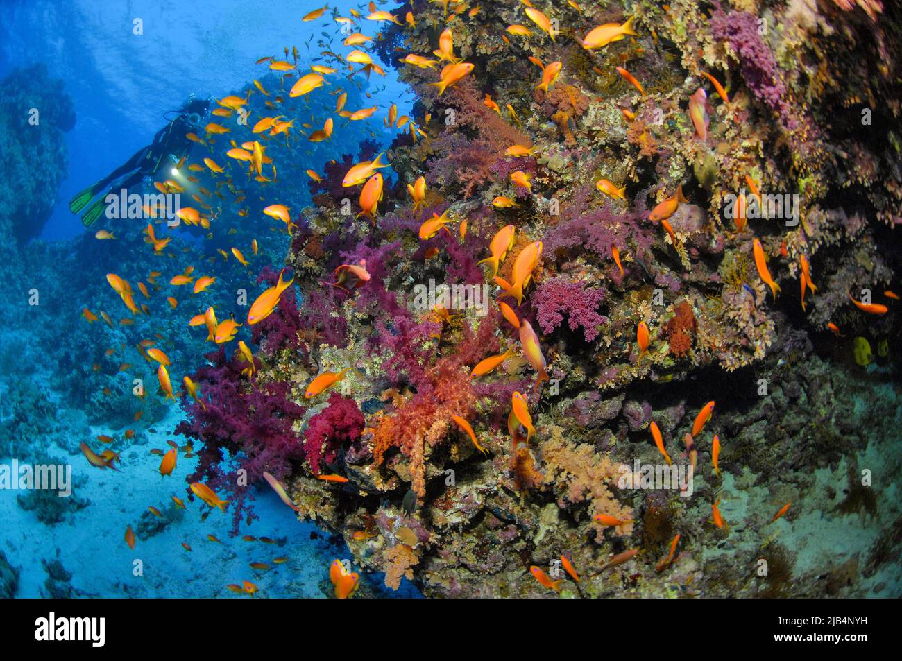 Sciami di mare goldies (Pseudanthias squamipinnis) sulla barriera corallina con coralli rossi (Dendronephthya), subacquei sullo sfondo, Mar Rosso, Egitto Foto Stock