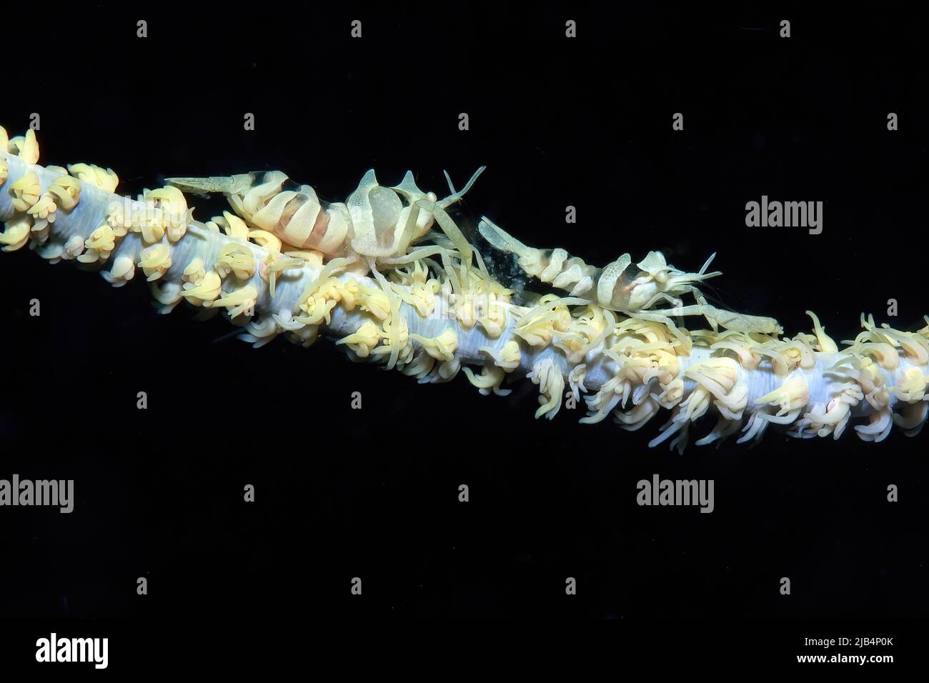 Coppia di gamberetti zanzibar (Dasycaris zanzibarica) su frusta di mare (Junceella fragilis) con polipi allungati, Oceano Pacifico, Yap, Caroline Foto Stock