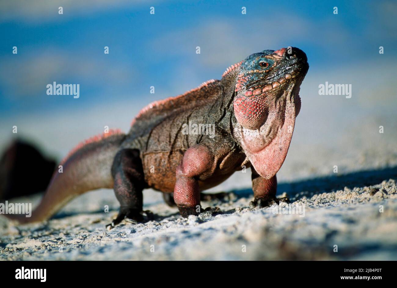 Allens Cay Iguana (Cyclura cychlura inornata), Allens Cay Iguana, Caraibi, Allens Cay, Exuma, Bahamas Foto Stock