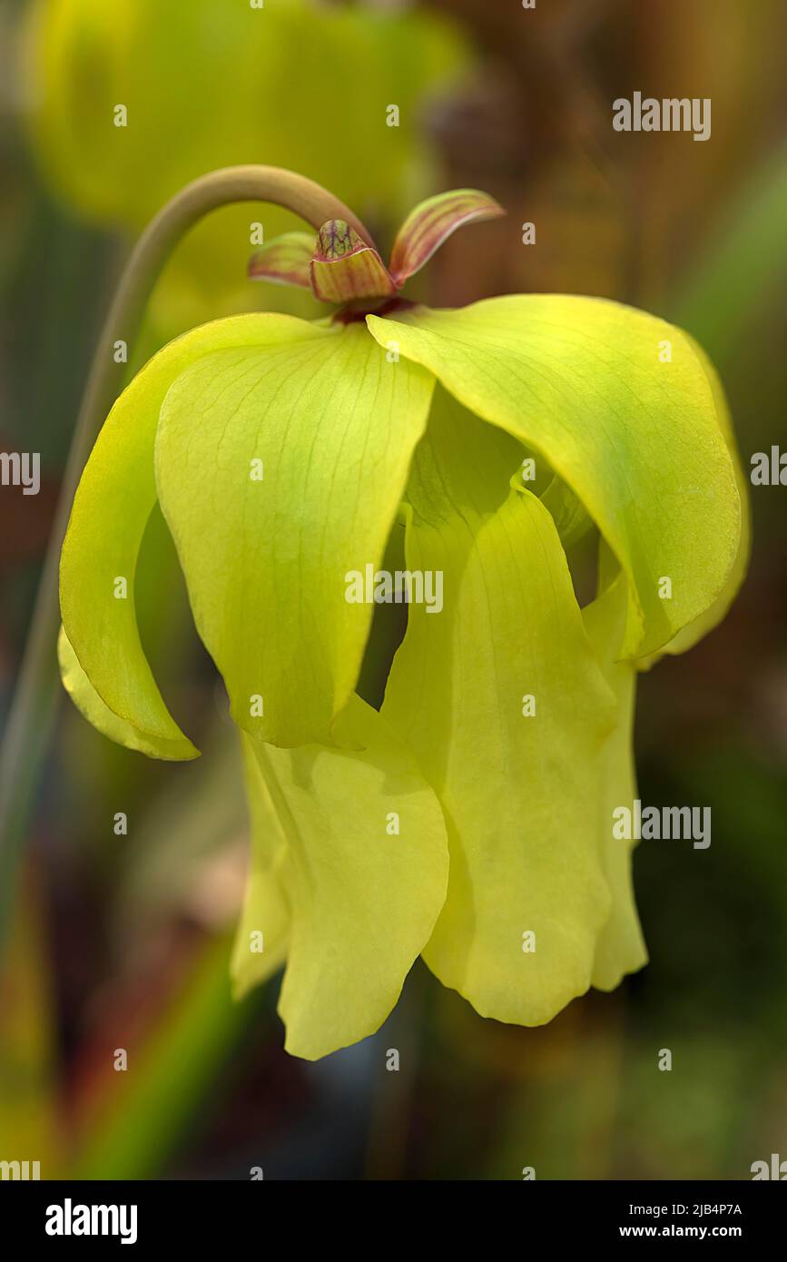 Fiore giallo di una pianta a tubo pallido (Sarracenia alata), Giardino Botanico, Erlangen, Franconia media, Baviera, Germania Foto Stock