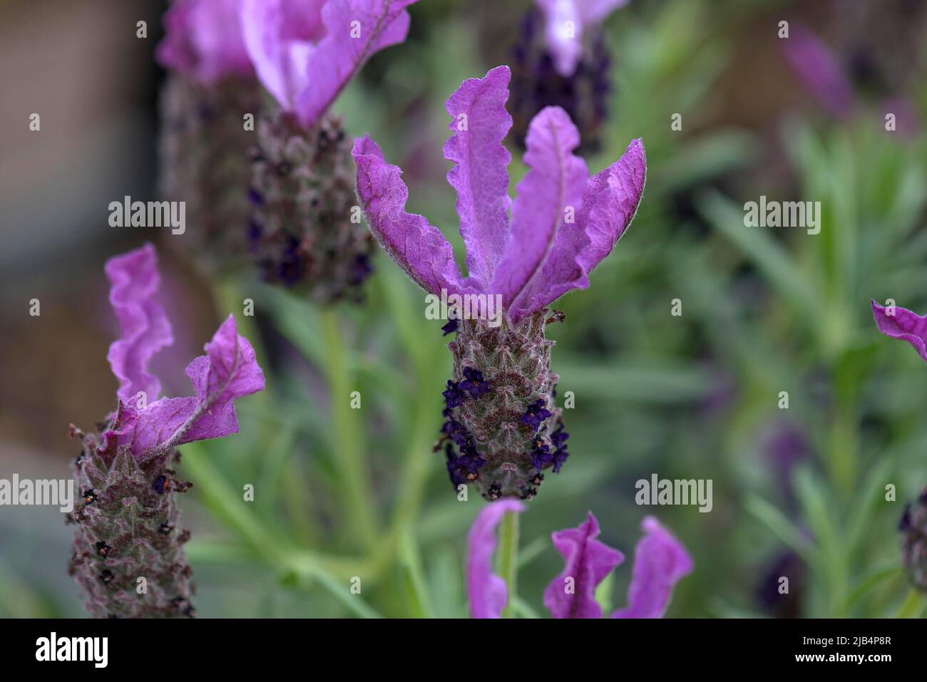 Cespuglio di una lavanda (Lavandula stoechas), Baviera, Germania Foto Stock