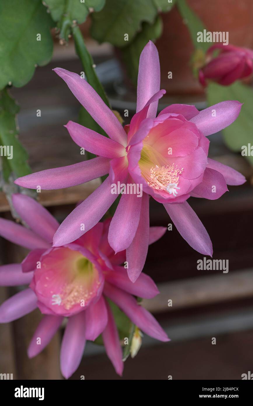 Fiori di nopalxochitl (Disocactus phyllanthoides), Baviera, Germania Foto Stock