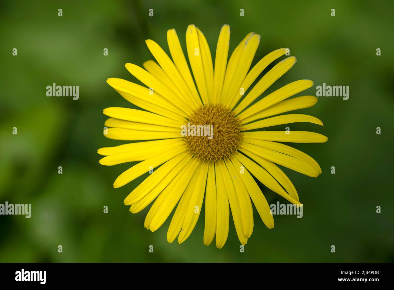 Fiore di un leopardo (Doronicum orientale), Baviera, Germania Foto Stock