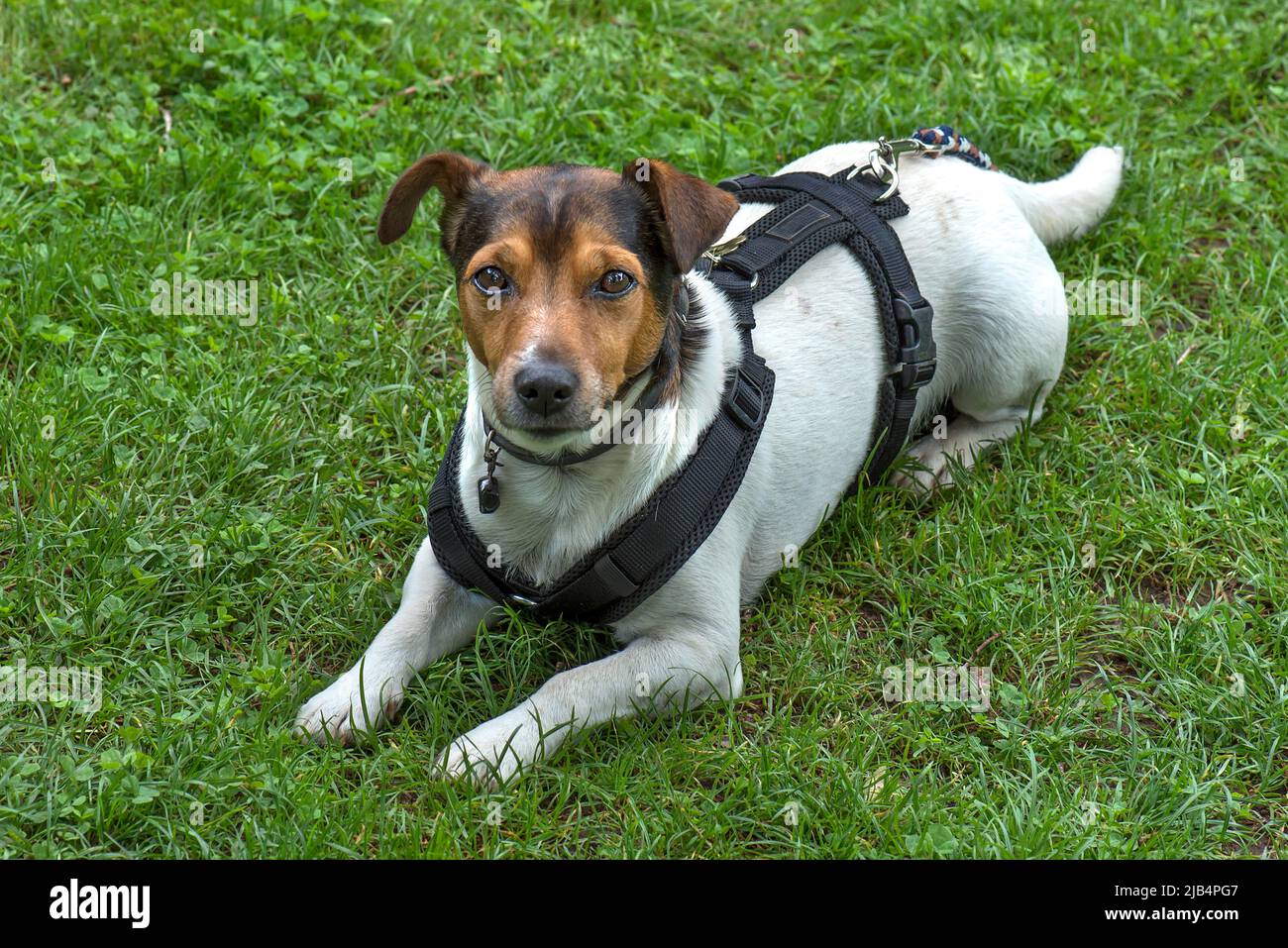 Jack Russell Terrier in un prato, Baviera, Germania Foto Stock