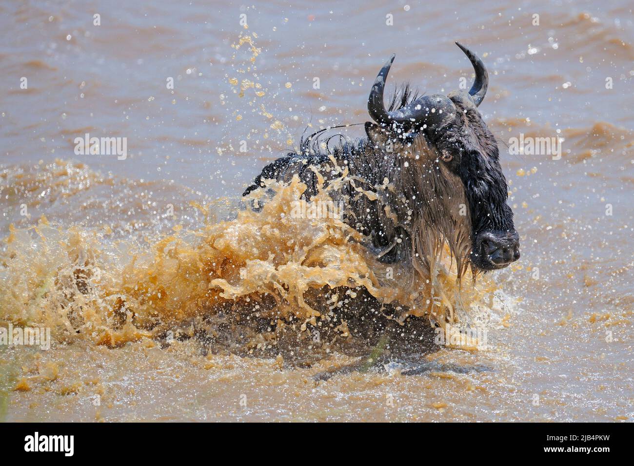 Più selvaggie, più selvaggie (Connochaetes taurinus), più selvaggie, più selvaggie, più grande migrazione, più selvaggie che attraversa la Mara Foto Stock