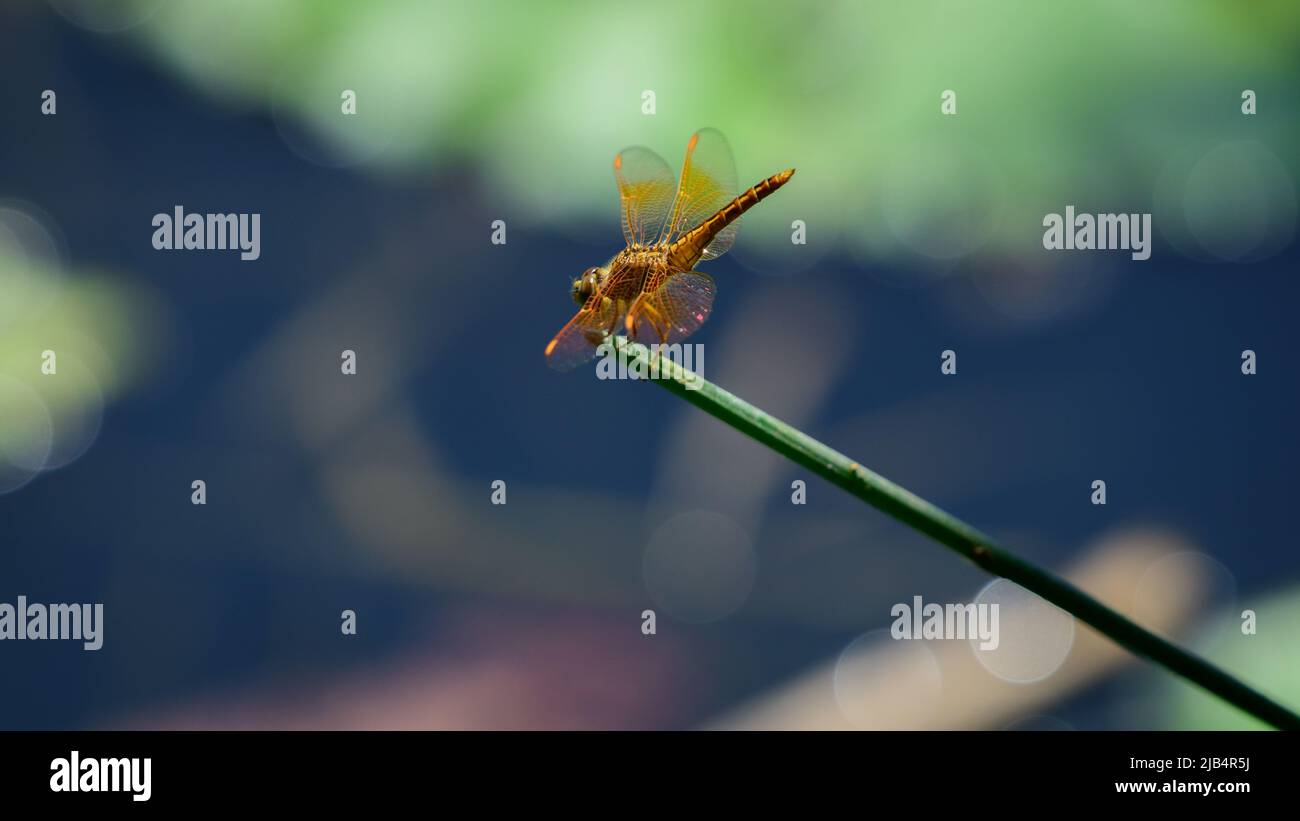 Una bella dragonfly di fossato arancione siede sul bordo del bastone di erba. Foto Stock