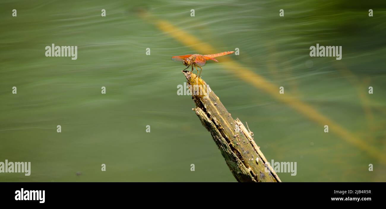 Ditch Jewel dragonfly seduto sul bordo del bastone vicino al flusso d'acqua. Foto Stock
