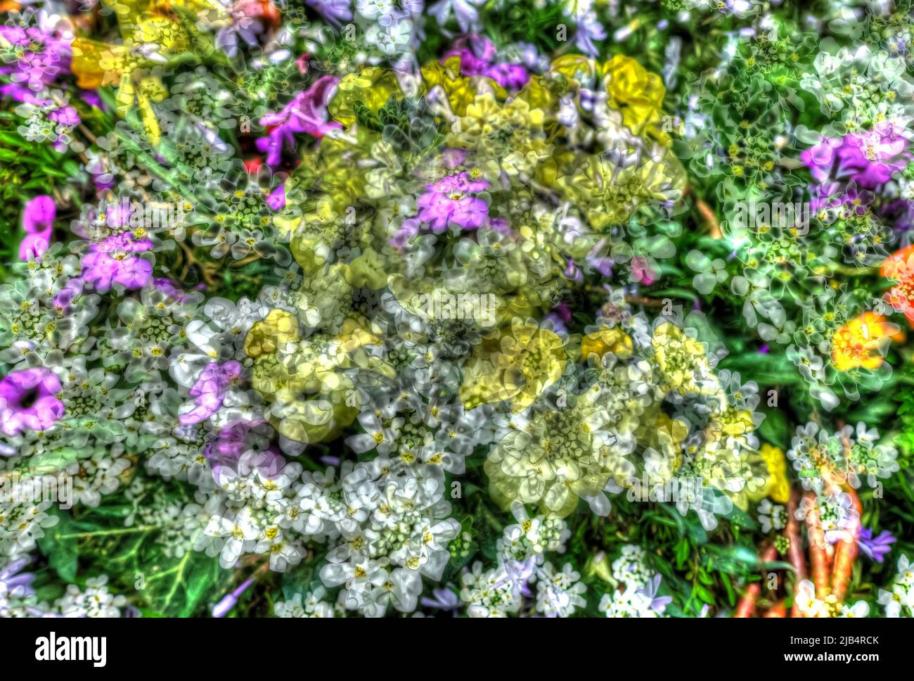 Fiori creativi, colpo artistico, caramelle (Iberis), fiori bianchi, gialli e porpora alienati, piante, mix di fiori, coperta di terra, fragrante, tutto Foto Stock