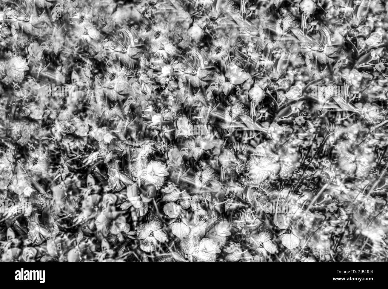 Fiori creativi, colpo artistico, fiori stilizzati, monocromatici, monocromatici, foto semplice, in bianco e nero, tutto su sfondo, motivo, design Foto Stock