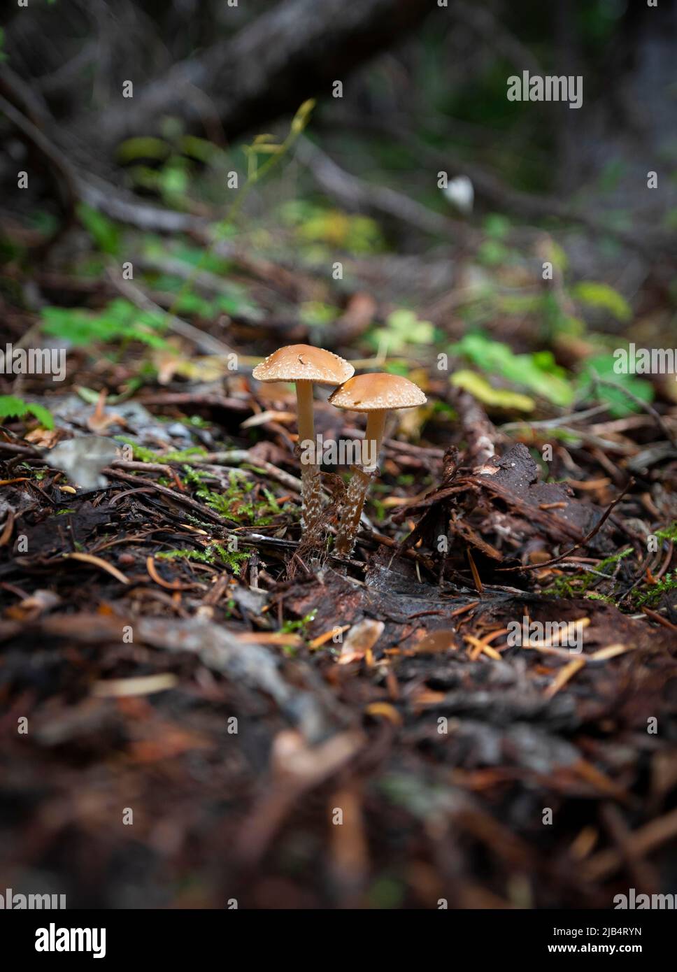 Funghi porcini (Leratiomyces squamosus), due funghi sul fondo della foresta, Canada Foto Stock
