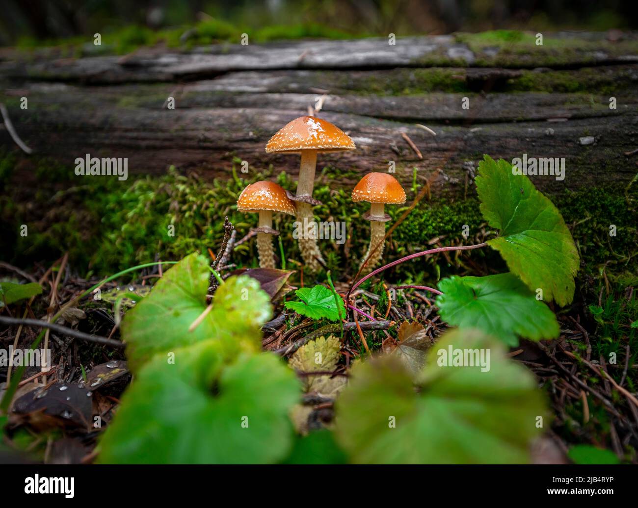 Fungo della lacrima (Leratiomyces squamosus), tre funghi che crescono su un albero caduto, Canada Foto Stock