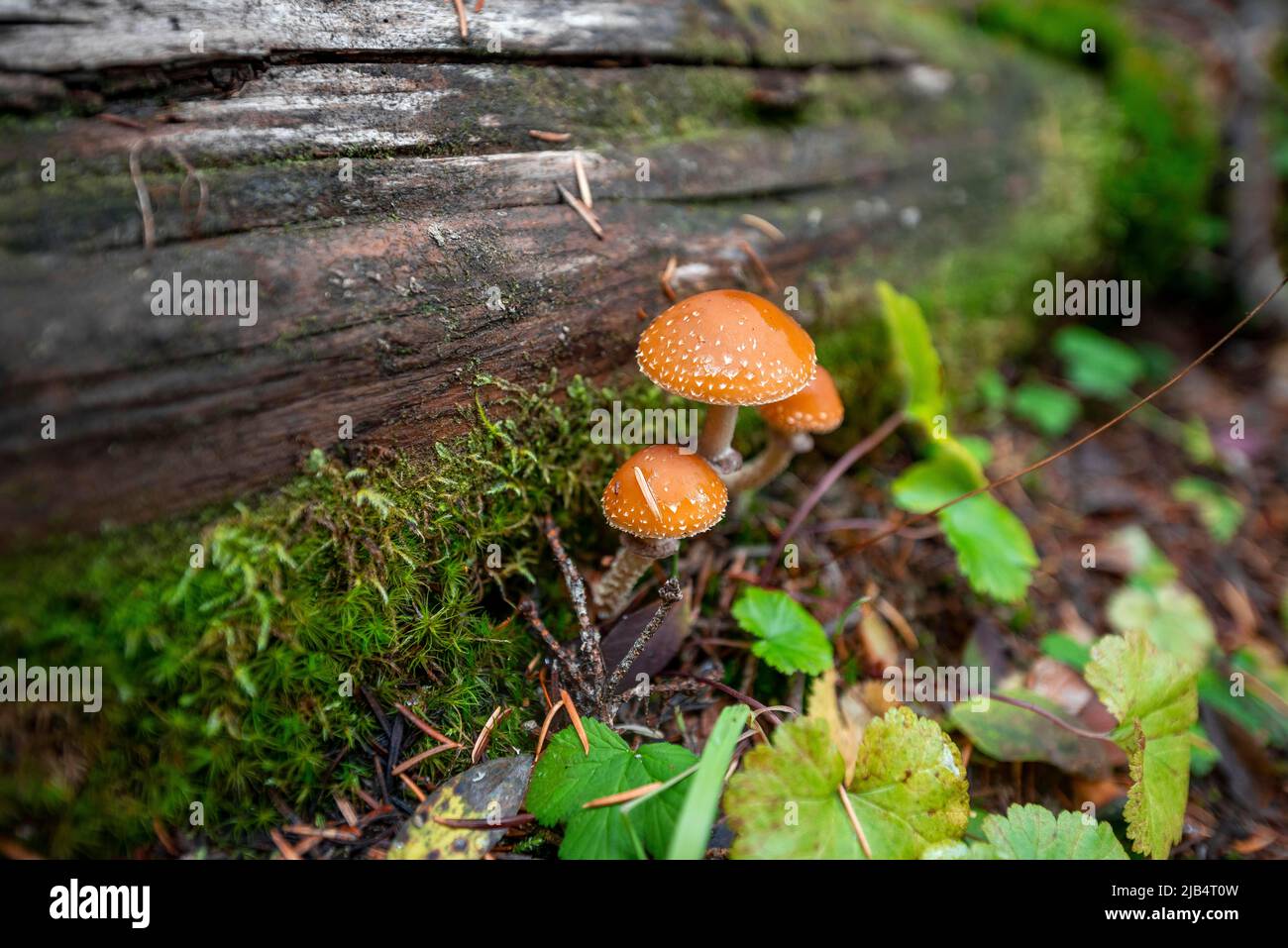 Fungo della lacrima (Leratiomyces squamosus), tre funghi che crescono su un albero caduto, Canada Foto Stock