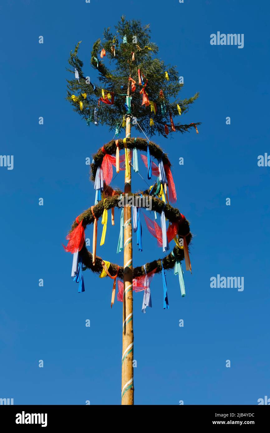 Maypole, albero decorato tronco, tradizione, costumi, centro del villaggio, Reutlingen-Betzingen, Baden-Wuerttemberg, Germania Foto Stock