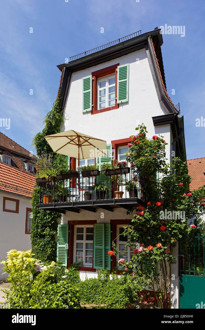 Piccola, pittoresca casa residenziale con balcone e finestra serrata, flower box, rose, molte, diverse piante, Centro storico, Heidelberg, Kurpfalz Foto Stock