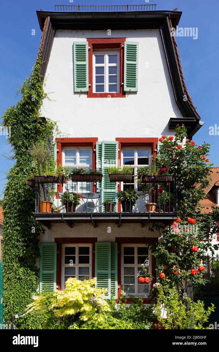Piccola, pittoresca casa residenziale con balcone e finestra serrata, flower box, rose, molte, diverse piante, Centro storico, Heidelberg, Kurpfalz Foto Stock