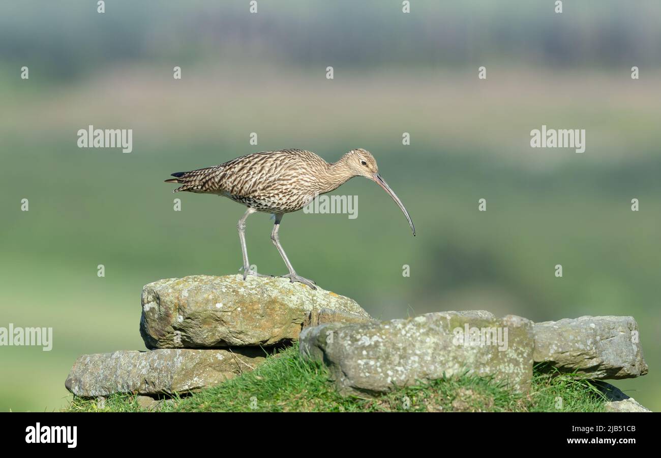 Riccio adulto a Springtime, foraging con un becco lungo tra un affioramento roccioso sul North Yorkshire Moors, Regno Unito. Rivolto a destra. Nome scientifico: Numen Foto Stock