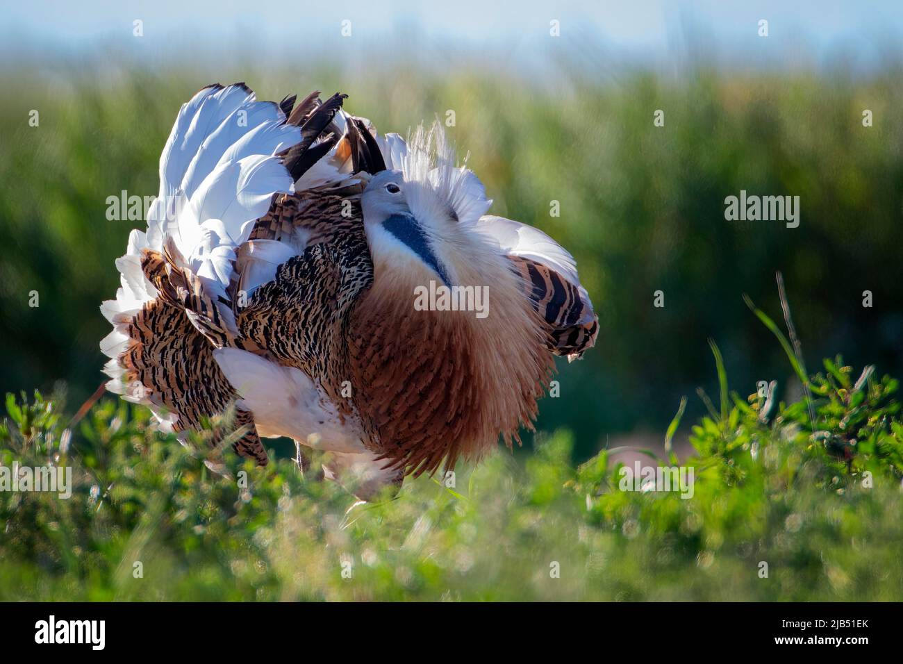 Grande Bustard (Otis tarda) Bustard cazzo in splendido piumaggio alla stagione di accoppiamento, cortina con piume eretto, Estremadura, Spagna Foto Stock