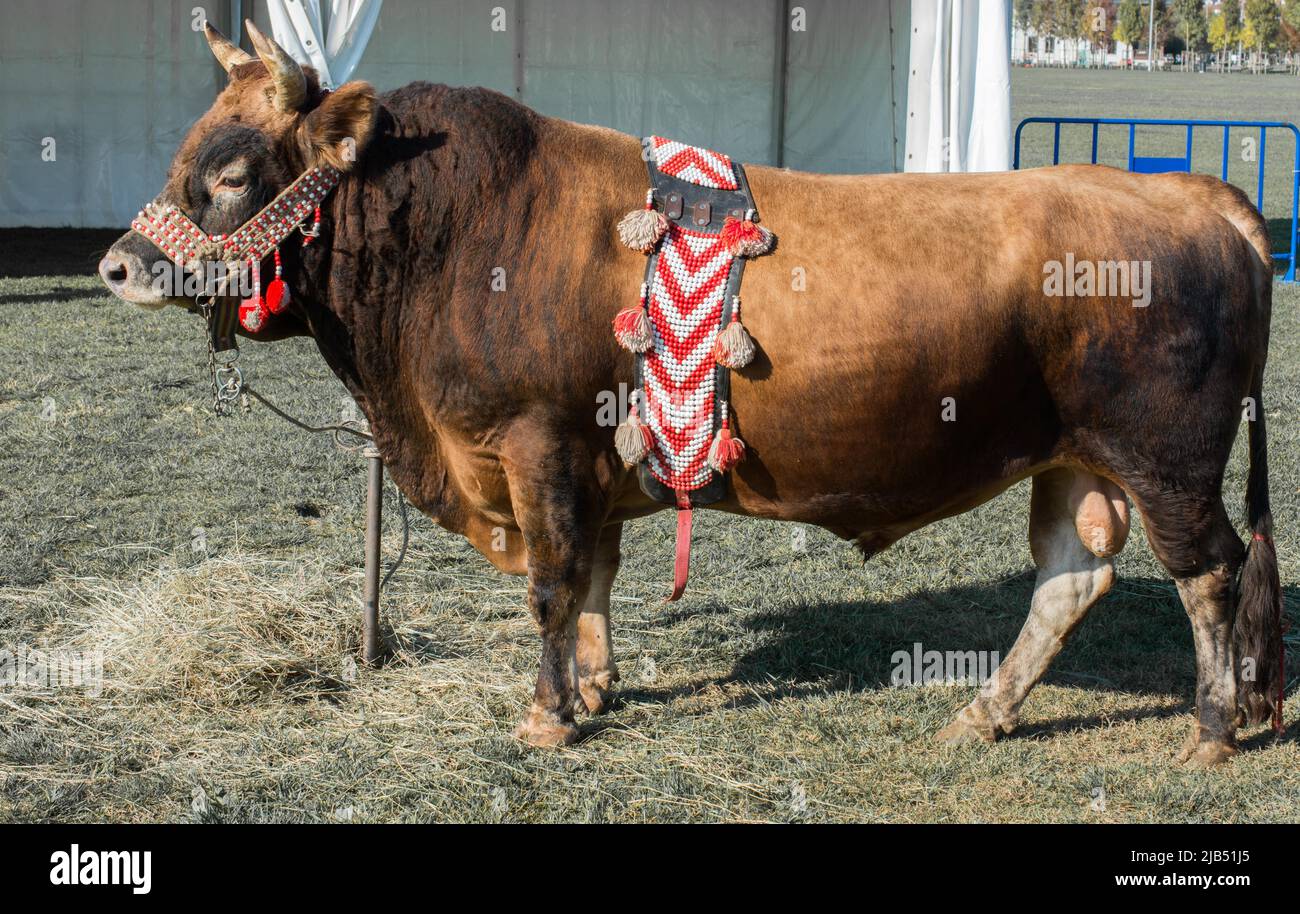 Bull marrone con un tradizionale bagno turco tessuto su di esso sull'erba verde nel display Foto Stock