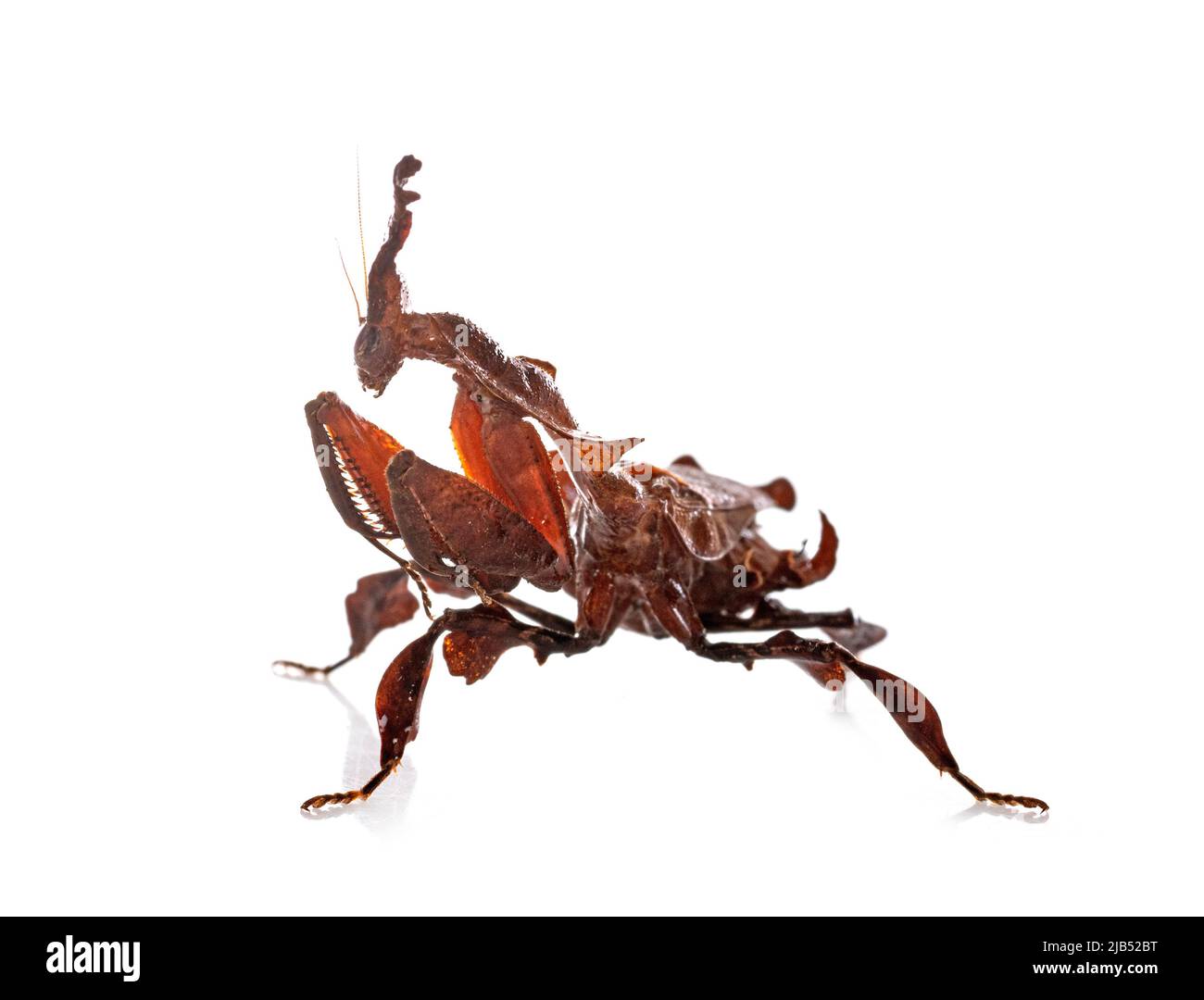 mantis fantasma di fronte a sfondo bianco Foto Stock