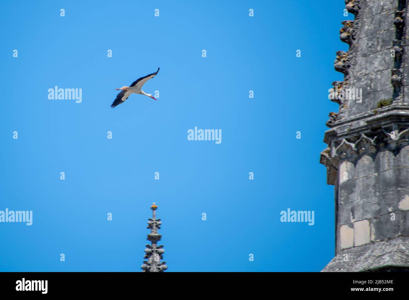 Una cicogna che vola nel cielo azzurro con le ali sparse Foto Stock