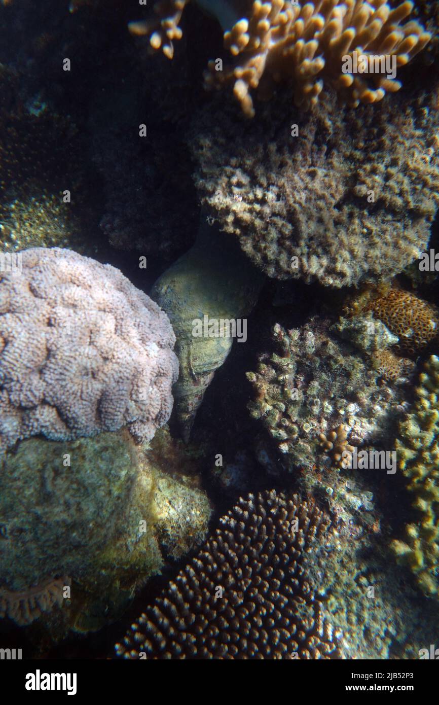 Live triton Shell (Charonia tritonis) in situ subacquea a Fitzroy Island, Grande barriera Corallina, Queensland, Australia Foto Stock