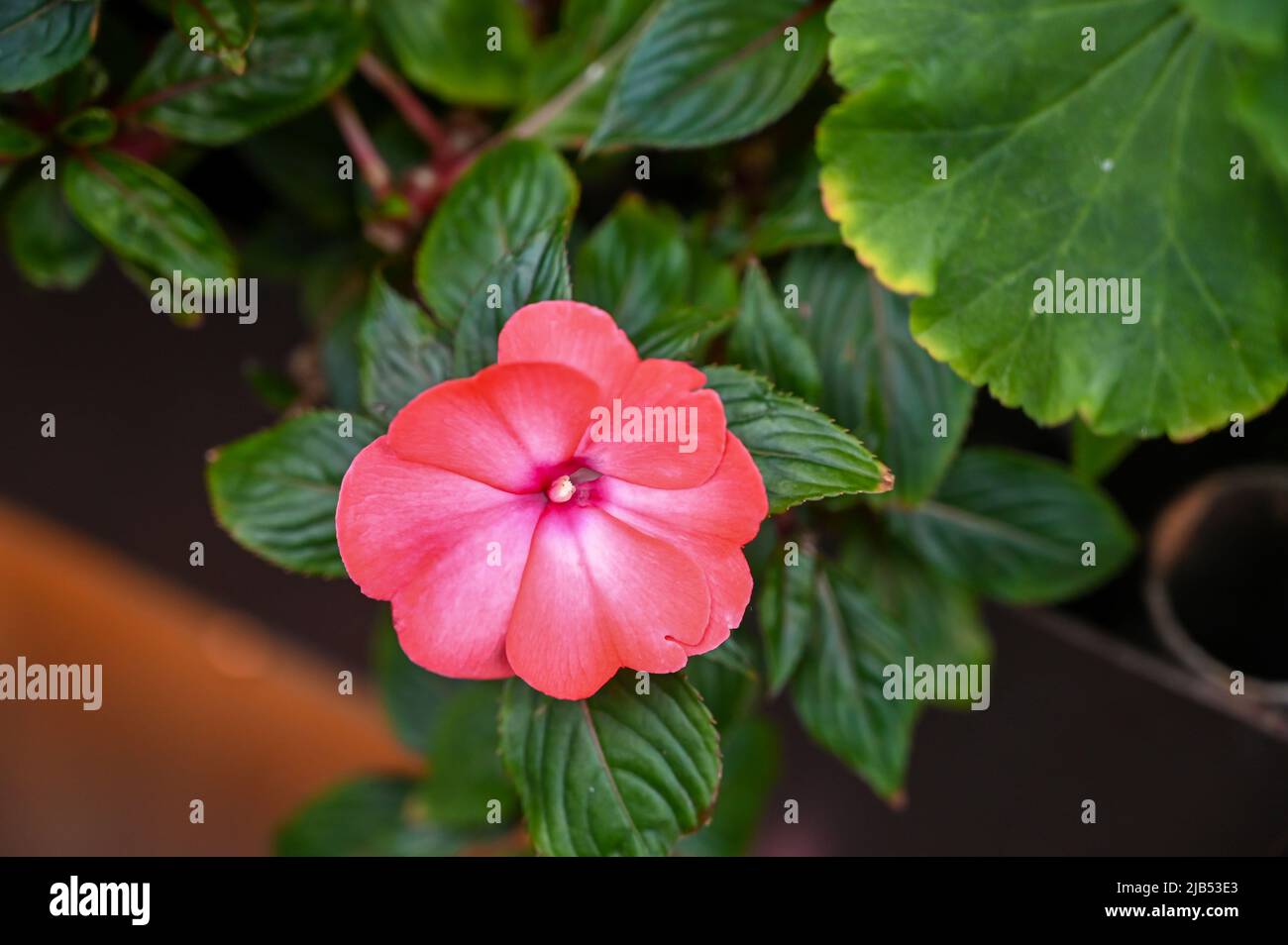 Il colore rosa dei fiori di Hibiscus è un genere di piante della famiglia delle Malvaceae. Foto Stock