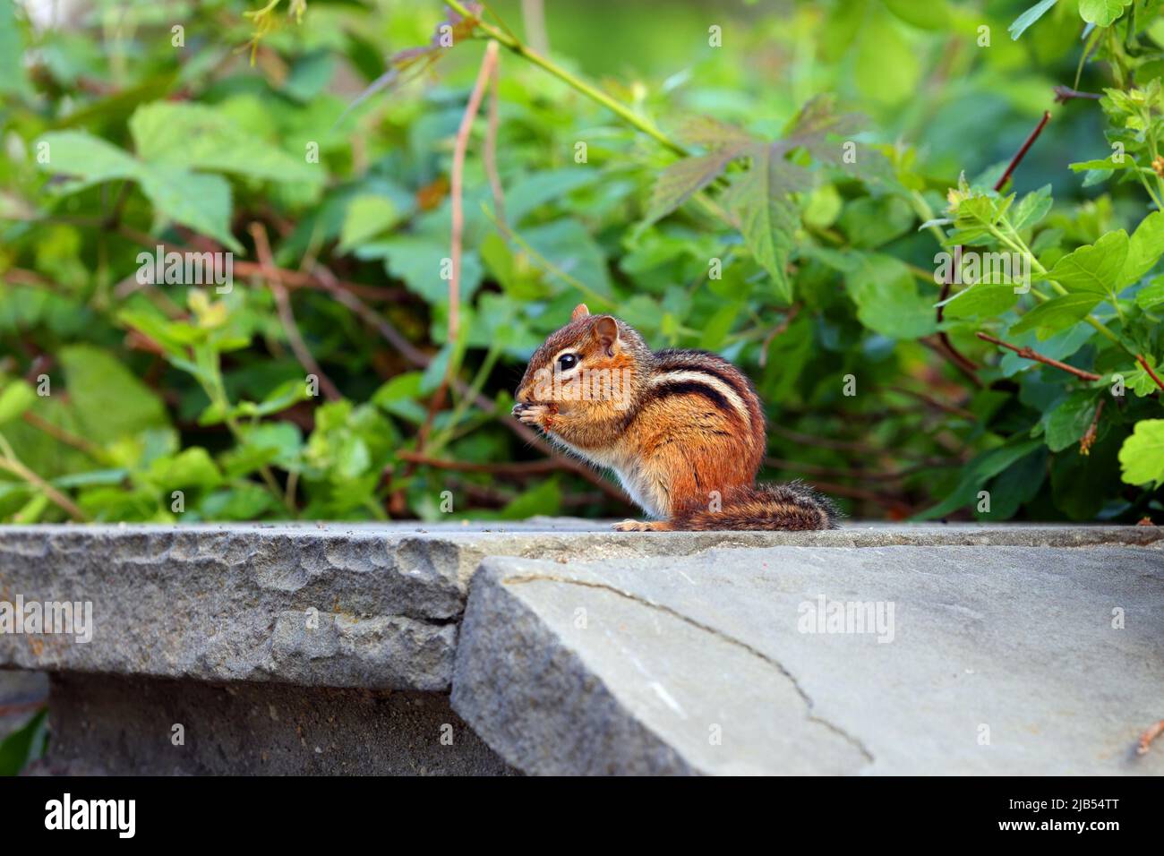 Un Chipmunk orientale, Tamias striatus, sulle sue gambe posteriori, mangiare qualcosa, Central Park, New York. Foto Stock