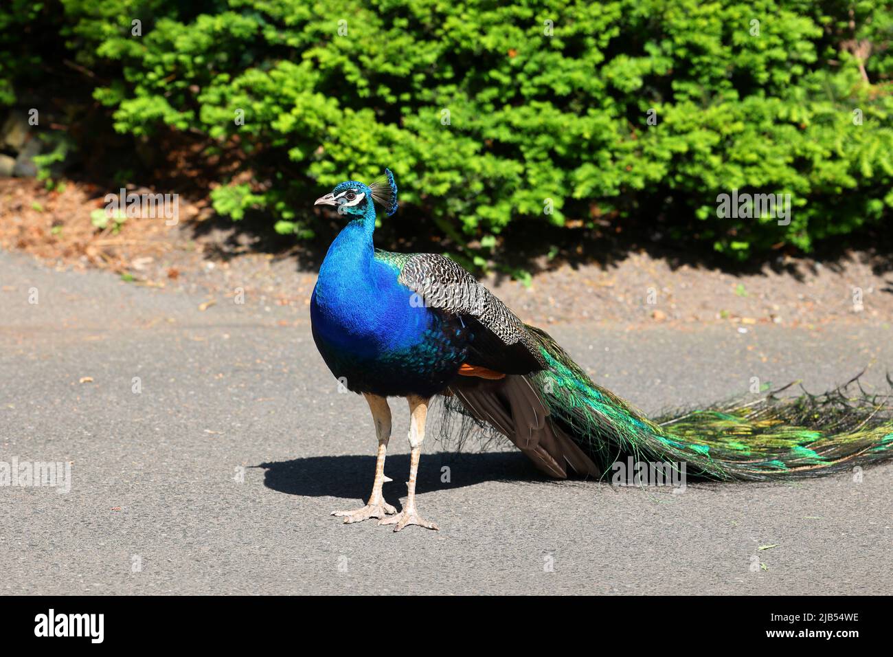 Un maschio Indian Peafowl, Pavo cristatus, Indian Peacock in piedi su asfalto in un ambiente urbano. Foto Stock