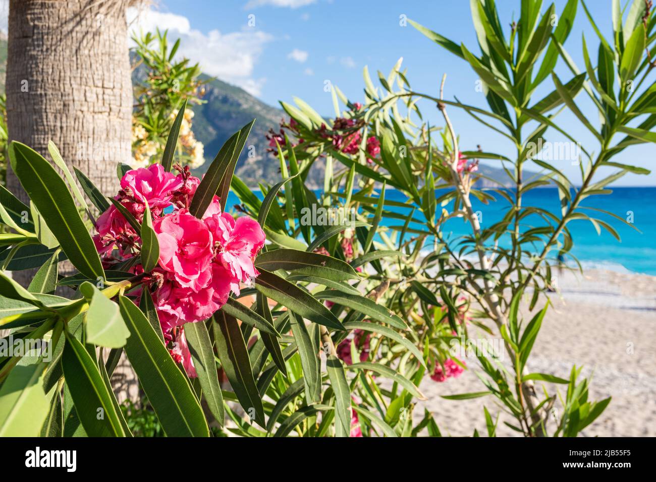 Fiori rosa di oleandro vicino al mare Foto Stock