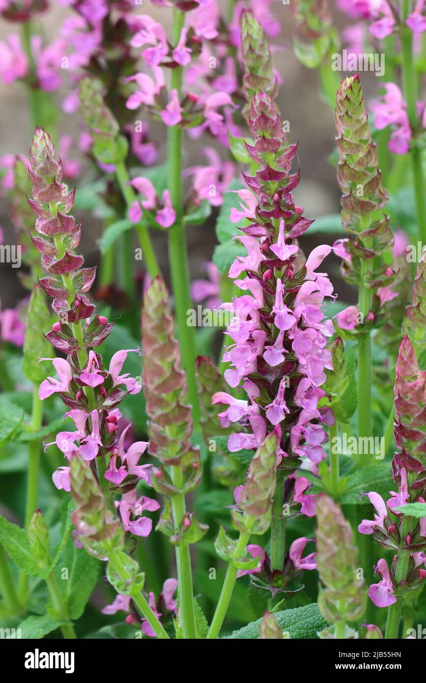 primo piano di belle piante di salvia nemorosa viola, con fuoco selettivo, sfondo sfocato, vista laterale Foto Stock
