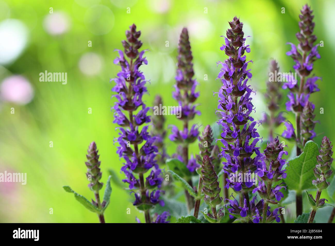 primo piano di bellissime piante di salvia nemorosa, fuoco selettivo, sfondo sfocato verde Foto Stock