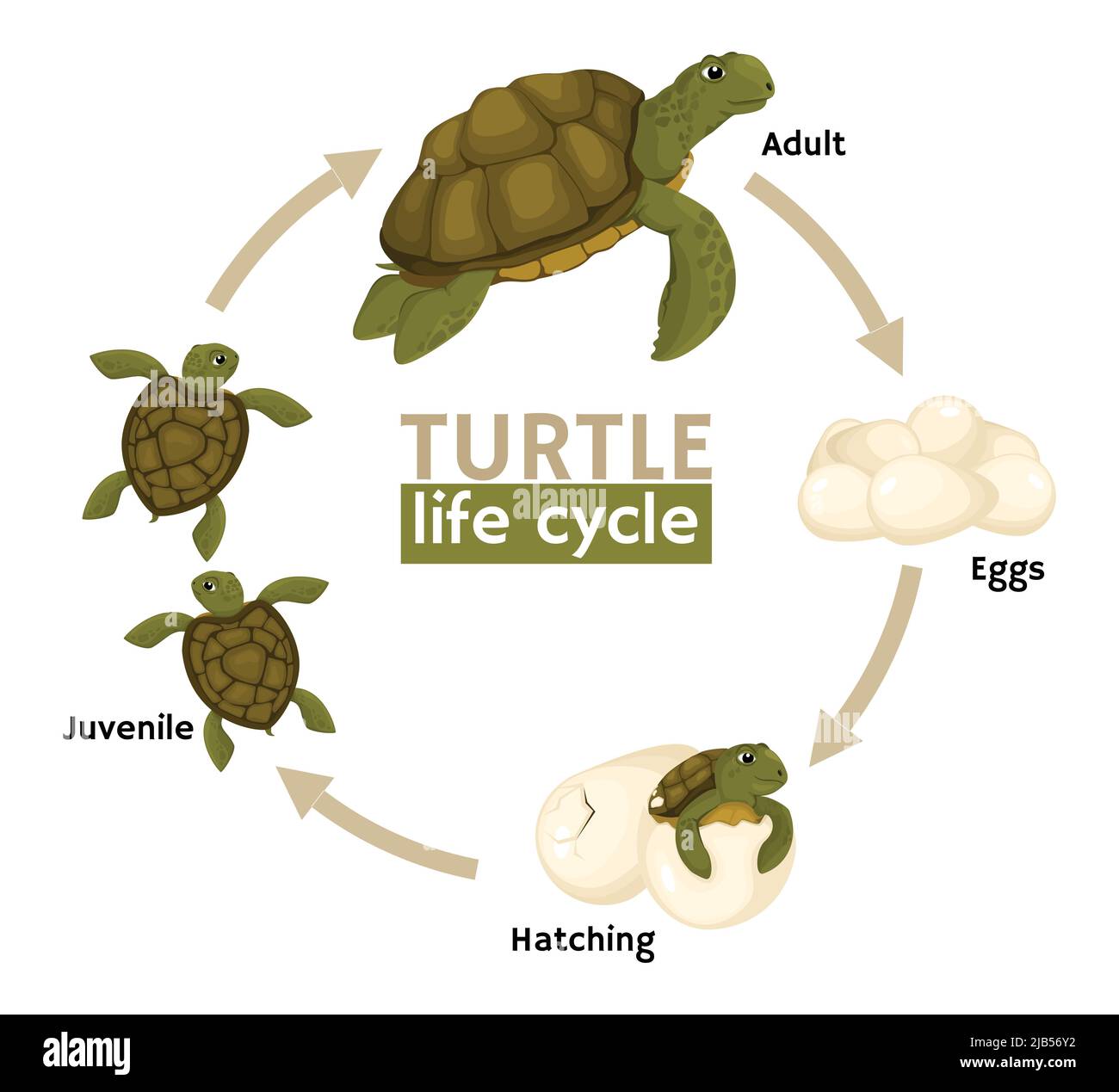 Composizione delle fasi del ciclo di vita della tartaruga con diagramma di flusso di immagini con tartaruga matura e bambini con illustrazione vettoriale di testo Illustrazione Vettoriale