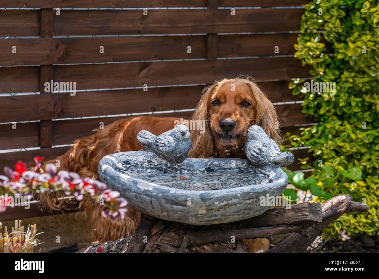 Cane spaniello marrone cocker in giardino - fuoco selettivo Foto Stock