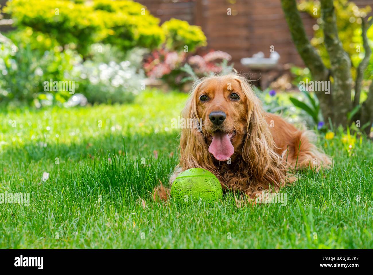 Cane spaniello marrone cocker in giardino - fuoco selettivo Foto Stock