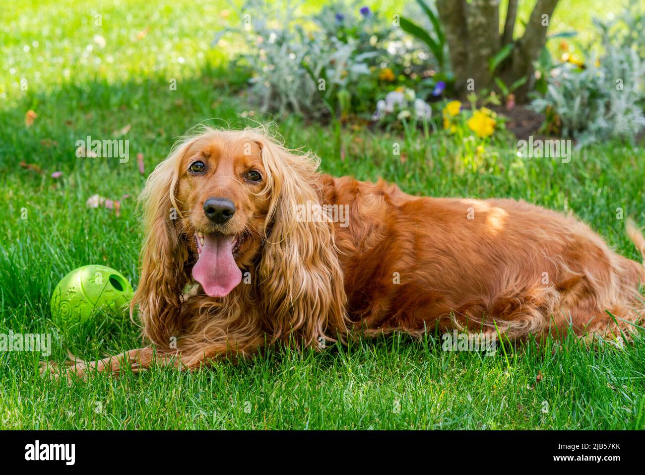 Cane spaniello marrone cocker in giardino - fuoco selettivo Foto Stock