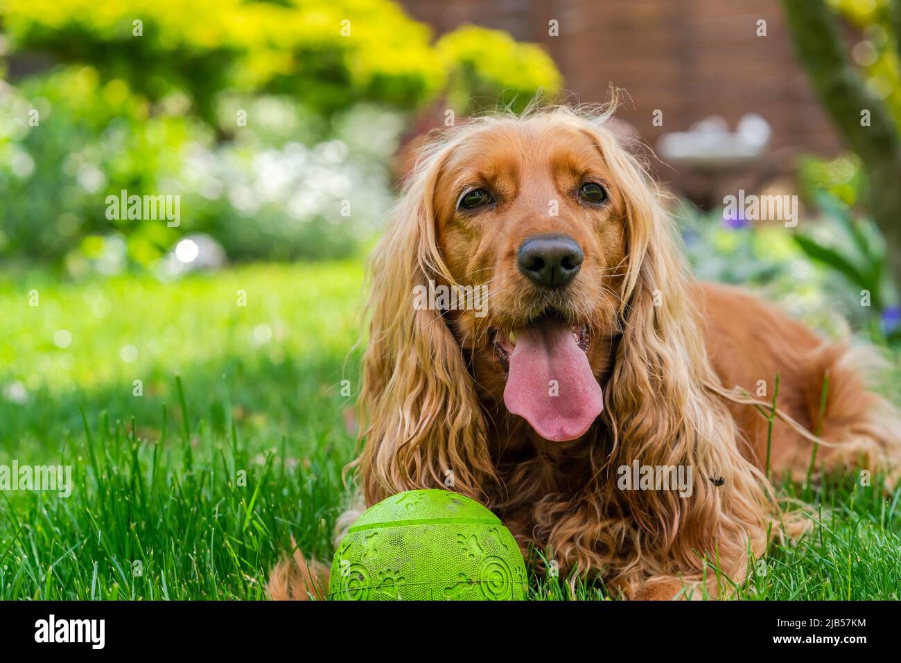 Cane spaniello marrone cocker in giardino - fuoco selettivo Foto Stock